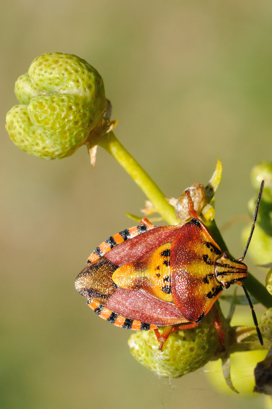 Carapaces